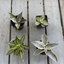 small agave for sale small agave for sale Kissimmee