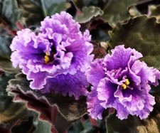lavender plants french for sale  Fort Mc Coy