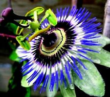 Hardy blue crown for sale  Mobile
