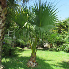 Sabal Minor Dwarf Palmetto Hardy Palm -17C 5 fresh seeds na sprzedaż  PL