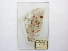 Vintage microscope slide. for sale  LEDBURY