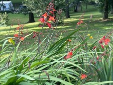 Orange crocosmia bulbs for sale  Whittier