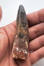 Grande dente spinosauro usato  Minerbio