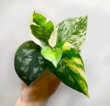 Variegated pothos cutting for sale  MARKET HARBOROUGH