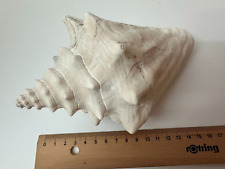 Riesen der strandmuschel gebraucht kaufen  Germering