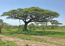 Acacia tortilis umbrella d'occasion  Expédié en Belgium