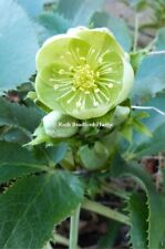 Helleborus argutifolius corsic for sale  UK