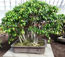 Samen sämereien wintergarten gebraucht kaufen  Calw
