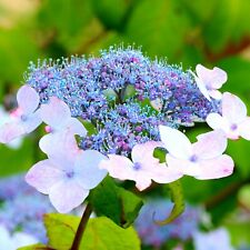 Hydrangea serrata blue for sale  Shipping to Ireland