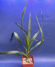 Dracaena draco shown for sale  Elgin