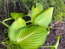 hosta gebraucht kaufen  Buxtehude