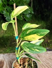 Monstera standleyana aurea for sale  Hollywood