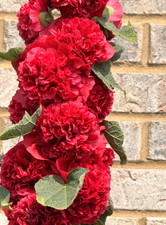 Hollyhock chater double for sale  Sevierville