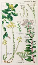 Dietrich fetthenne flora gebraucht kaufen  Berlin