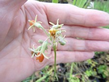 Tulbaghia leucantha bare for sale  IPSWICH
