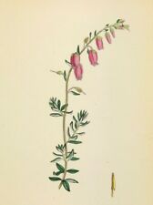 Botanical print dabeoc for sale  BOURNE END
