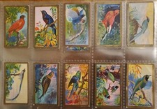 Foreign birds. full for sale  YORK