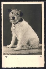 Cartolina terrier fiffi usato  Spedire a Italy
