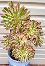 AEÔNIO VARIEGADO "V VARIEGADO" - AGLOMERADO GRANDES PLANTAS SUCULENTAS ENRAIZADAS 8-41 comprar usado AEÔNIO VARIEGADO "V VARIEGADO" - AGLOMERADO GRANDES PLANTAS SUCULENTAS ENRAIZADAS 8-41 comprar usado  Enviando para Brazil