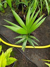 Howea belmoreana pot for sale  HOLT