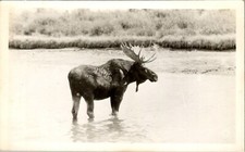 Bull moose yellowstone for sale  Etters