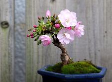 Japanese flowering cherry for sale  Russell