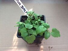 Mixed herb plants for sale Mixed herb plants for sale  STONE
