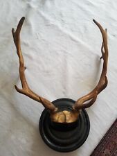 Bois daim trophée d'occasion  Tigy