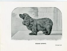 Cocker spaniel little for sale  COLEFORD