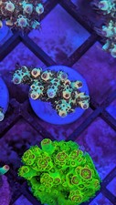 Acropora sp. lizard for sale  RUGBY