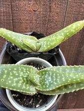 Two plants aloe for sale  San Diego