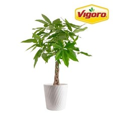 Pachira braid indoor for sale  Miami