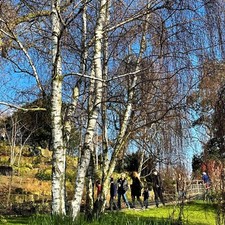 Betula pendula silver for sale  SOUTHAMPTON