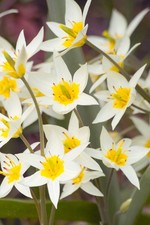Wild tulip turkestanica for sale Wild tulip turkestanica for sale  CRAWLEY