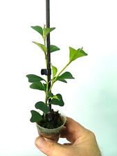 Hoya manipurensis usato  Massa di Somma