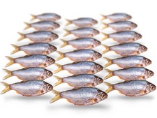 Köderfische rotauge güster gebraucht kaufen  Versand nach Germany