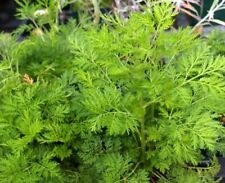 Artemisia annua 7000 usato  Vibo Valentia