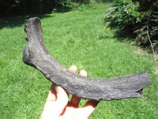 florida fossils for sale florida fossils for sale Tallahassee