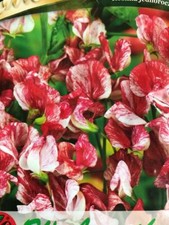 Lathyrus odoratus america usato  Spedire a Italy