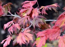 Japanischer ahorn acer gebraucht kaufen  Tauberbischofsheim