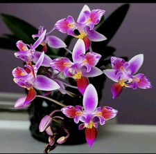 Phalaenopsis equestris mini for sale  NOTTINGHAM