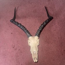 impala skull for sale impala skull for sale Belle Plaine