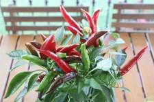 Set piante peperoncino usato  Pontinia