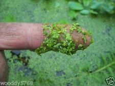 Cups duckweed fish for sale  Industry