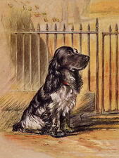 Cocker spaniel charming d'occasion  Expédié en Belgium