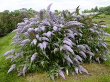 Live grand cascade for sale  USA