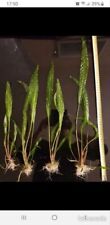 Cryptocoryne aponogetifolia pl d'occasion  Cruseilles