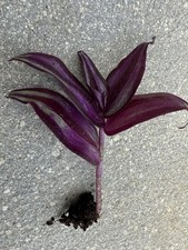 Tradescantia zebrina cutting for sale  GLOUCESTER