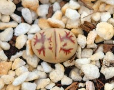 Lithops dorotheae zorro for sale  DARLINGTON
