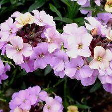Erysimum plug plants for sale  LONDON